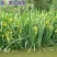 黄菖蒲菖蒲苗子黄菖蒲苗子