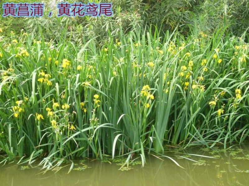 黄菖蒲菖蒲苗子黄菖蒲苗子