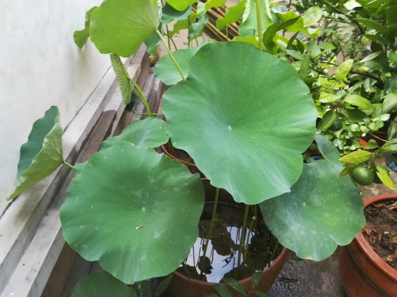 荷花苗观赏荷花苗精品荷花苗大型观赏荷花盆栽荷花苗