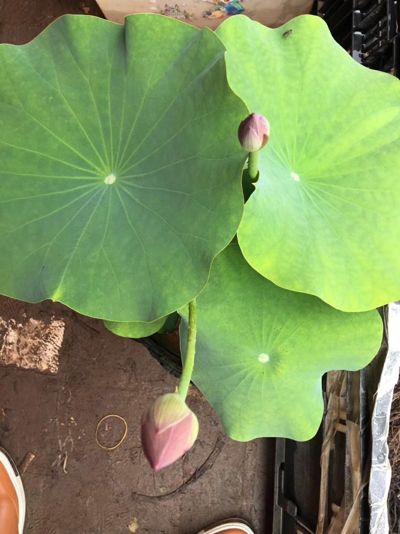 荷花苗观赏荷花苗精品荷花苗大型观赏荷花盆栽荷花苗