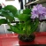 水葫芦凤眼蓝水芙蓉四季水生植物葫芦花