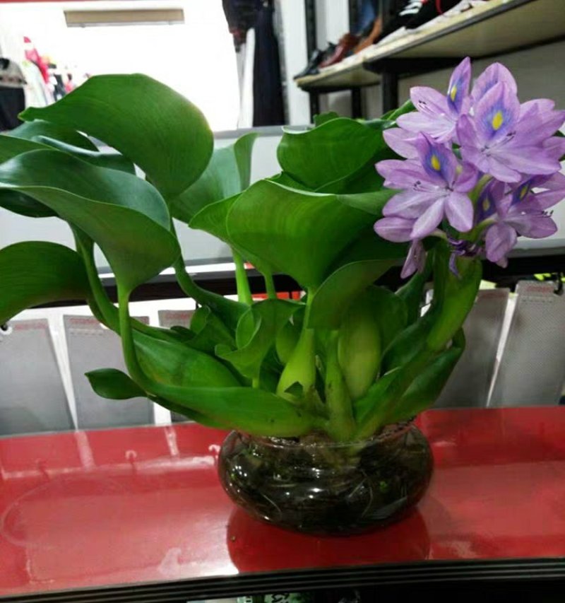 水葫芦凤眼蓝水芙蓉四季水生植物葫芦花