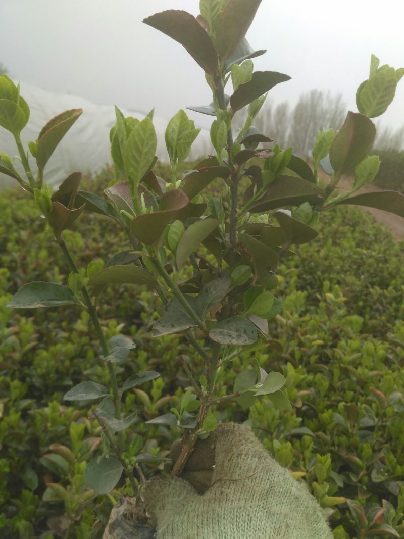 卫茅