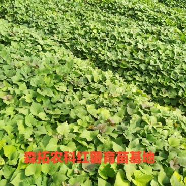 烟薯25西瓜红脱毒原种红薯苗