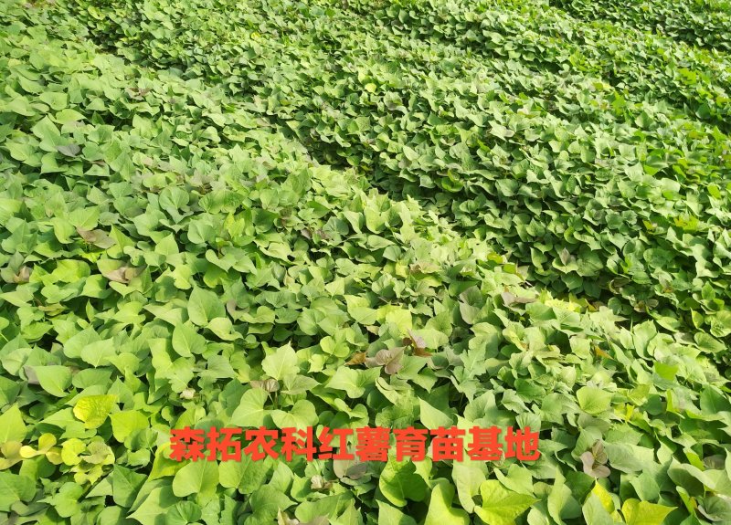 烟薯25西瓜红脱毒原种红薯苗