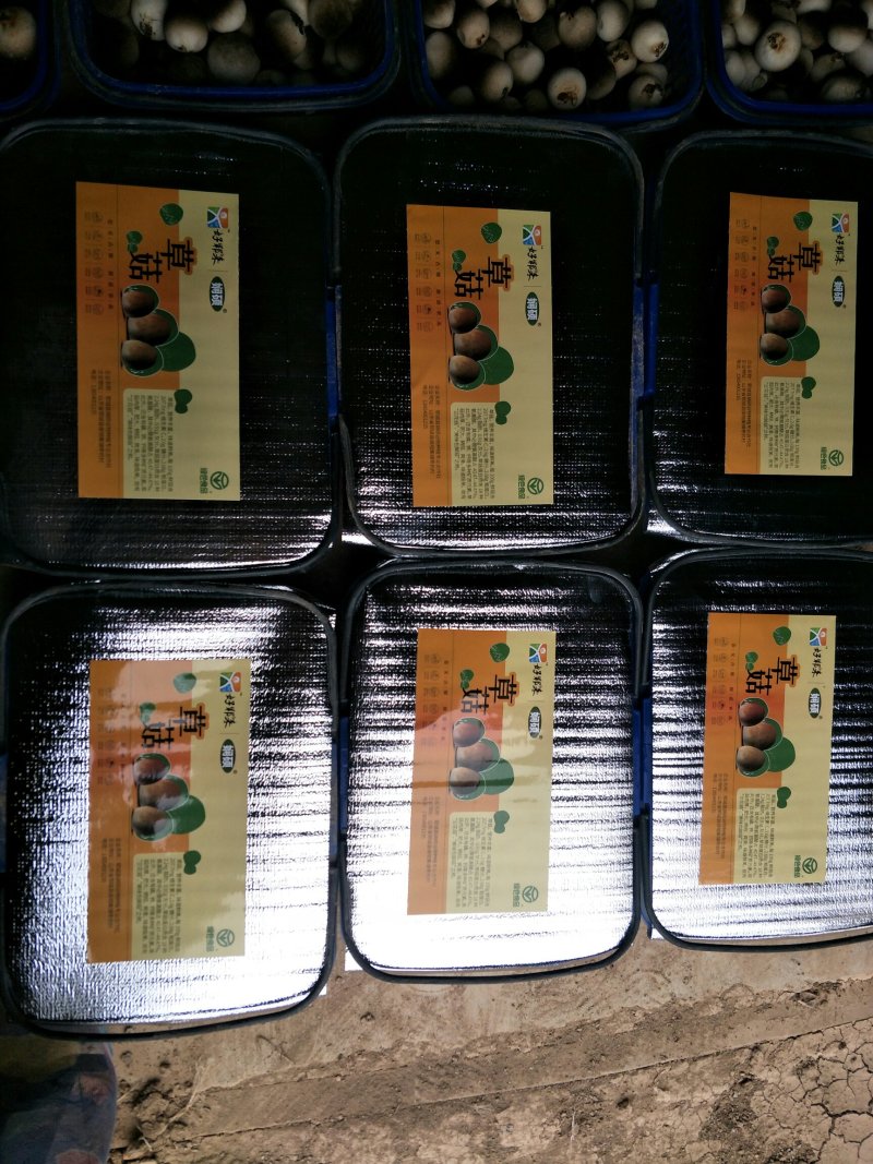新鲜草菇已上市