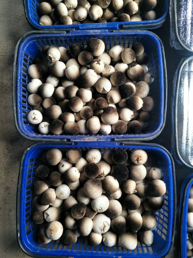 新鲜草菇已上市