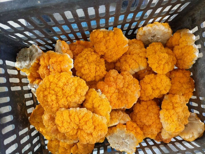 黄透透了的金耳朵快来快来吧