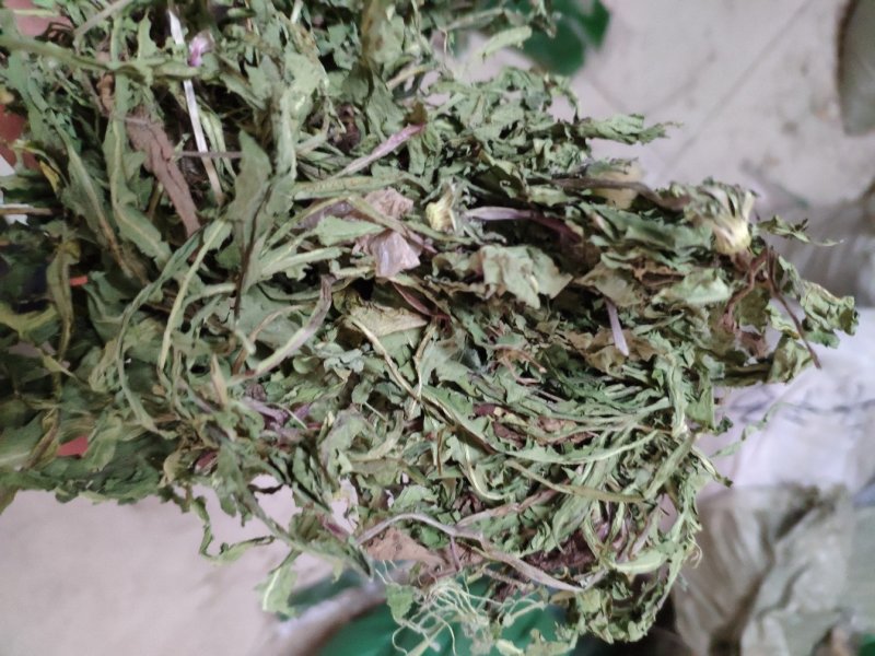 净货蒲公英蒲公英草公英产地山东货好