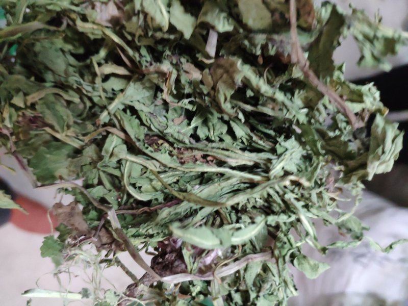 净货蒲公英蒲公英草公英产地山东货好