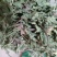 净货蒲公英蒲公英草公英产地山东货好