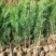 侧柏苗营养杯苗，圆枝侧柏苗80公分以上高度。现挖现发