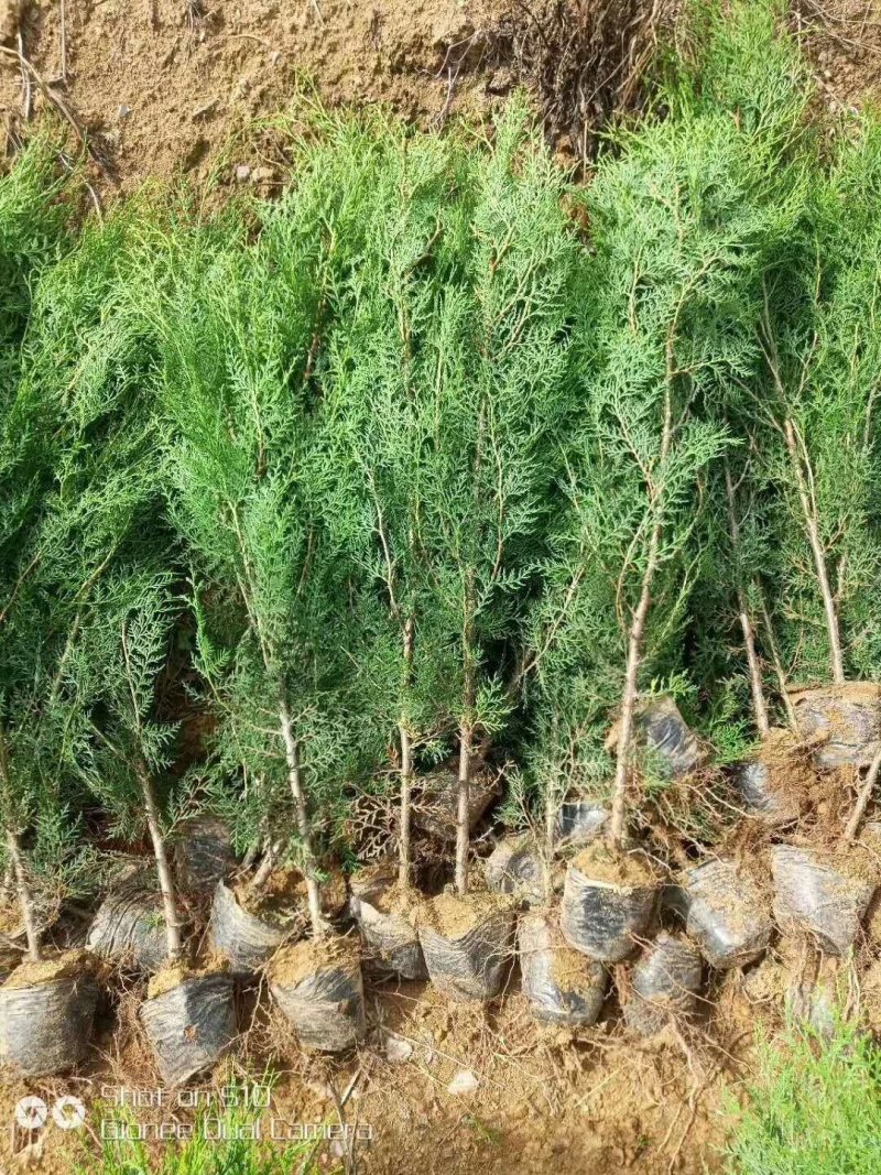 侧柏苗营养杯苗，圆枝侧柏苗80公分以上高度。现挖现发