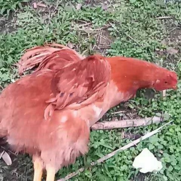本地鸡