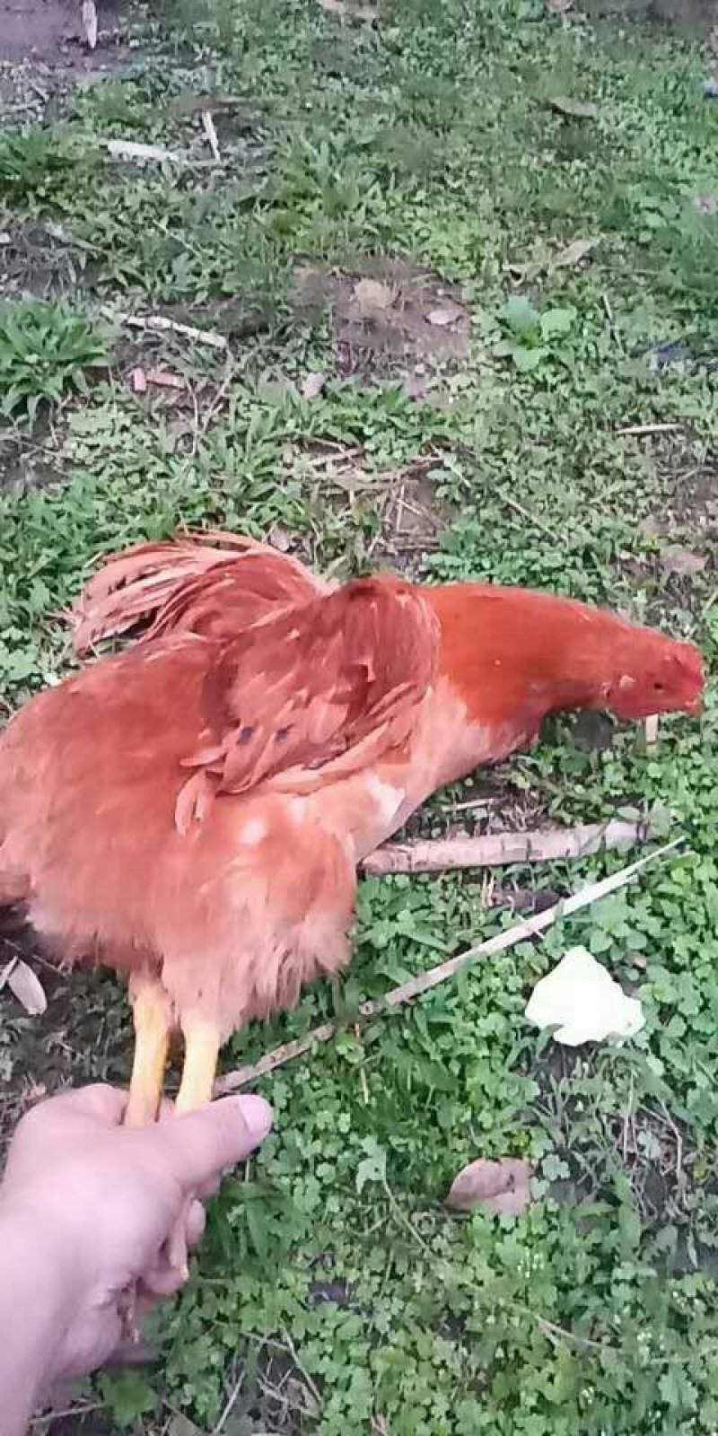 本地鸡