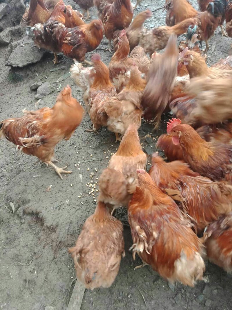 本地鸡