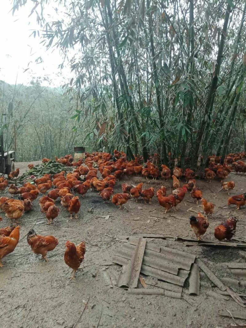 本地鸡