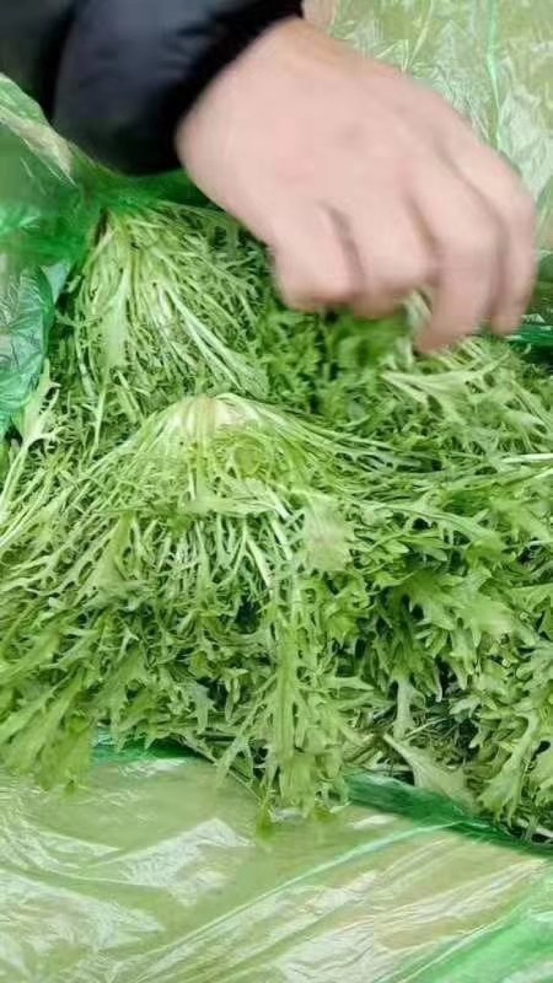 河北省邯郸市丛台区联帮蔬菜批发市场全年供应精品苦菊