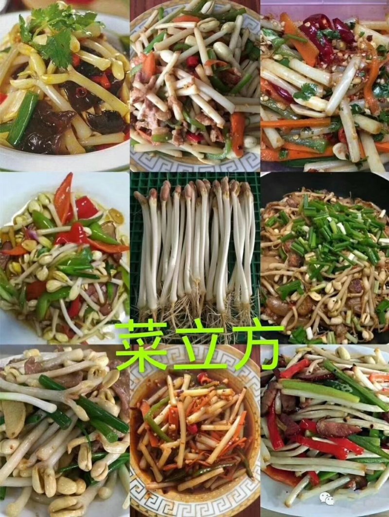 精品花生芽