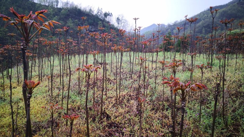 香椿芽红油香椿郧西地标产品
