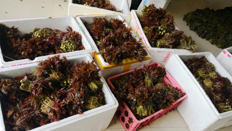 香椿芽红油香椿郧西地标产品