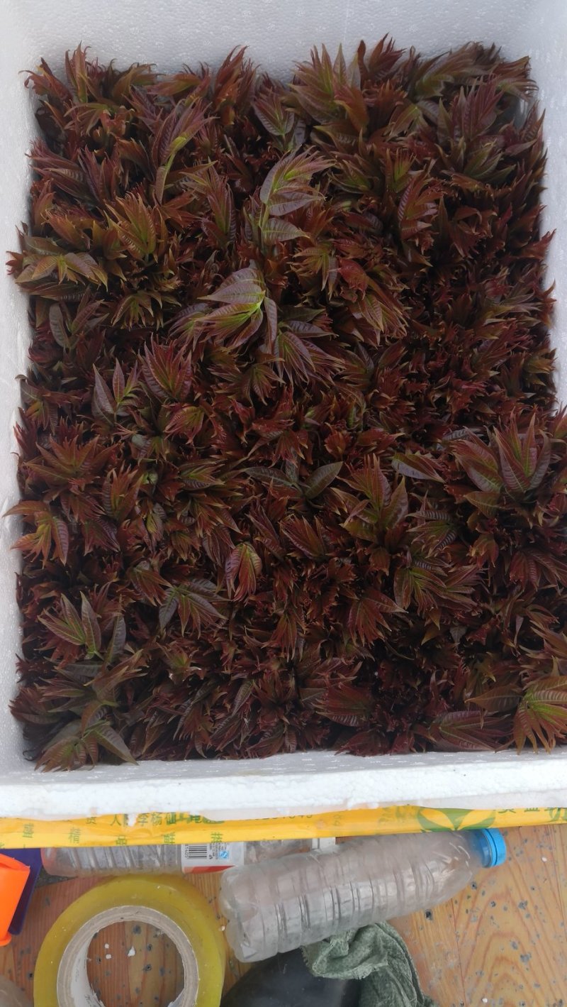 香椿芽红油香椿郧西地标产品