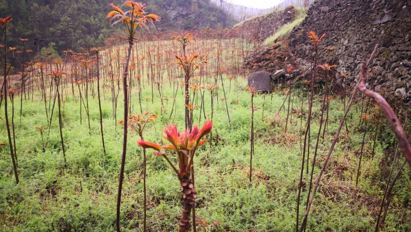 香椿芽红油香椿郧西地标产品