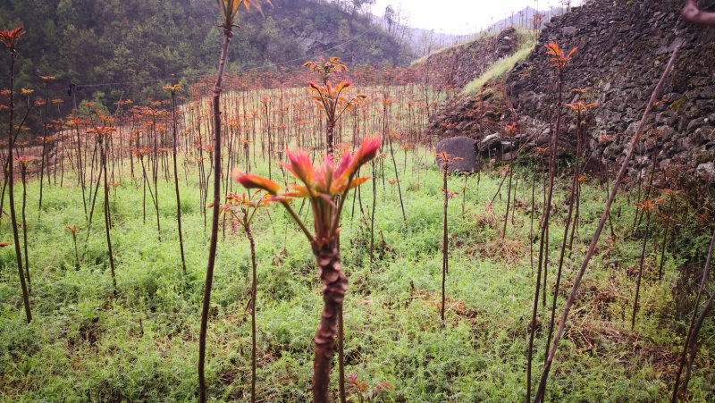 香椿芽红油香椿郧西地标产品