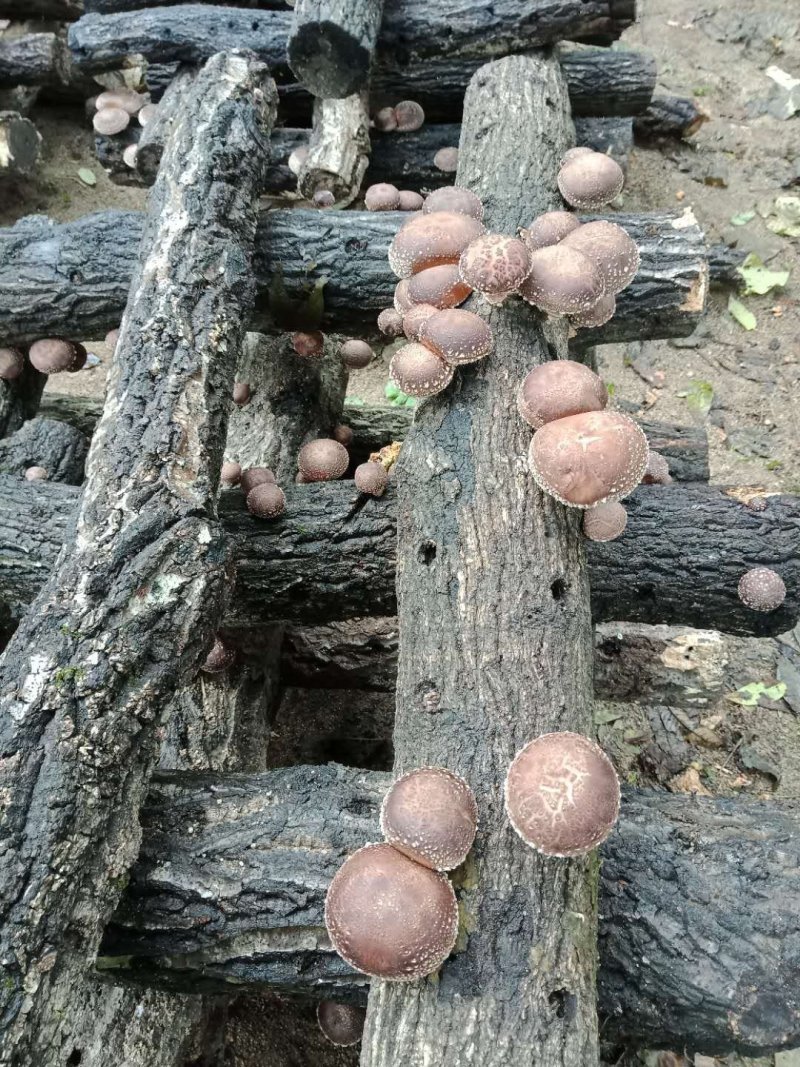 椴木香菇菌种（品种：8号）