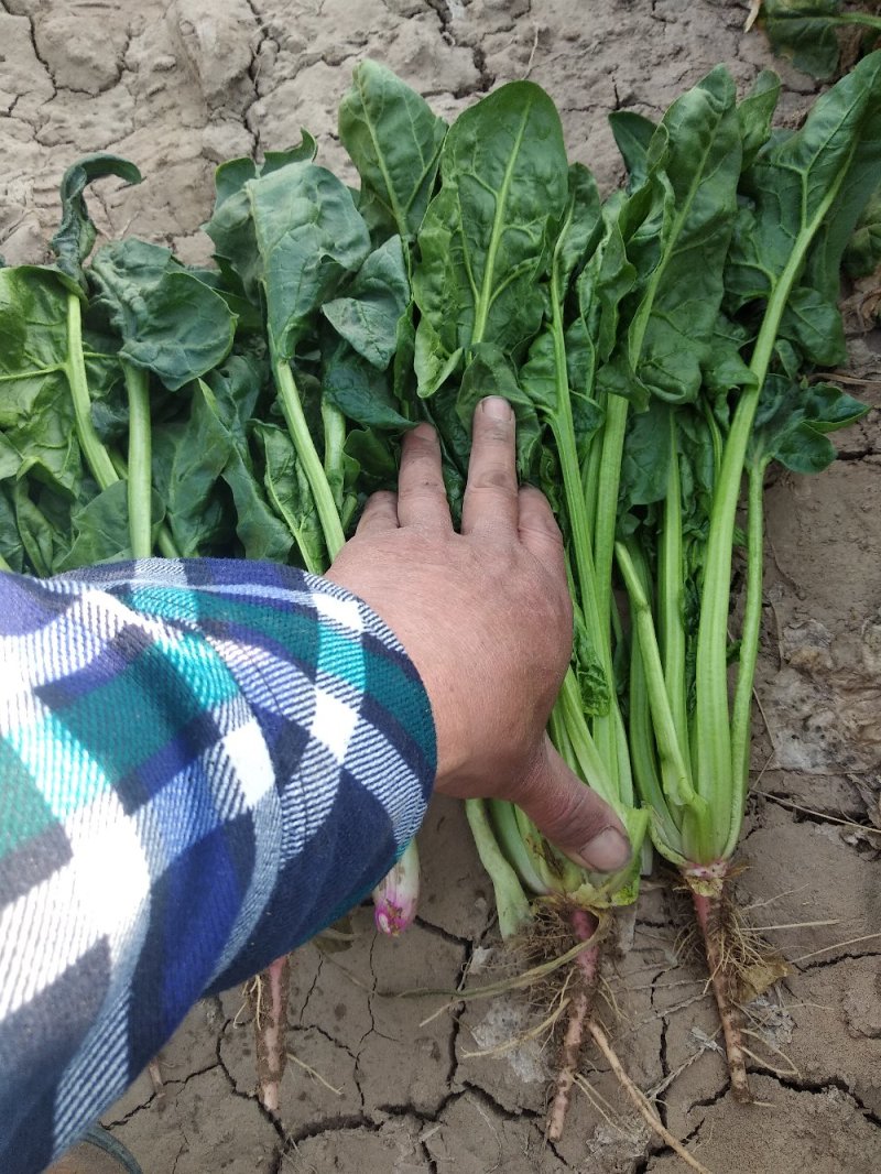 露地菠菜，