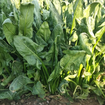 露地菠菜，