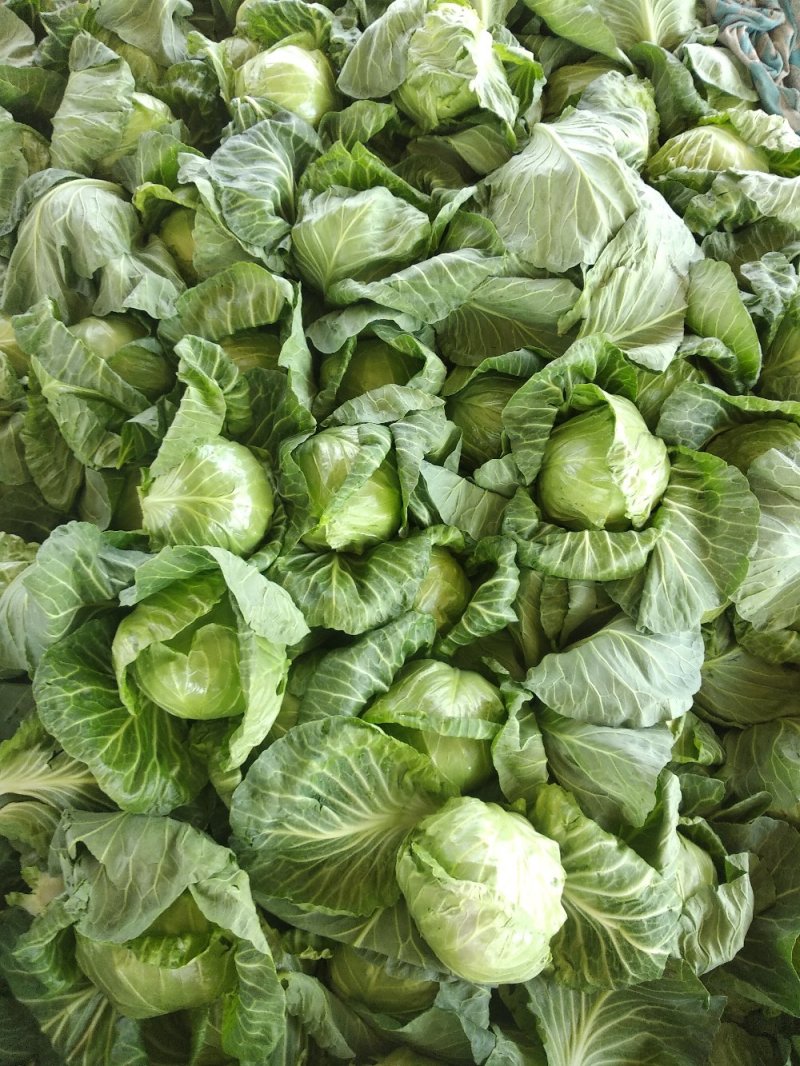 露地菠菜，