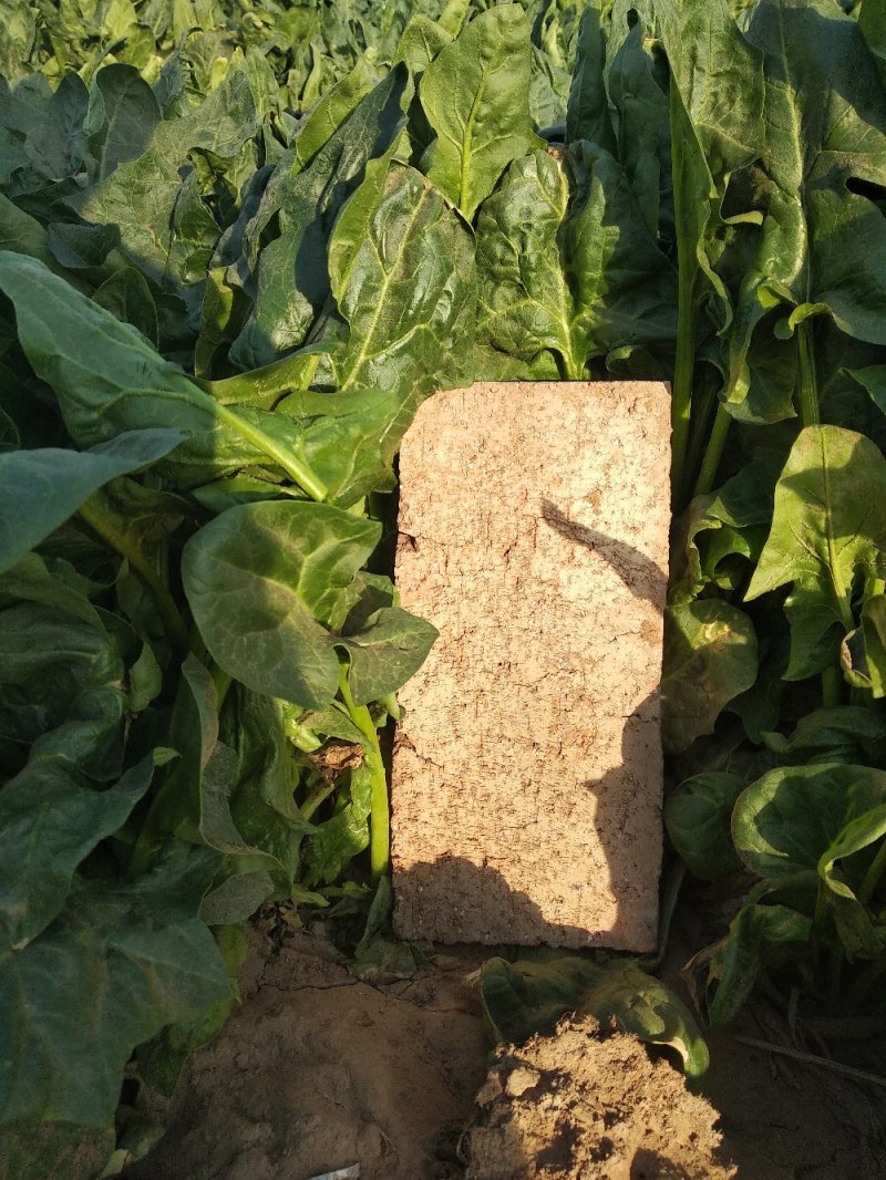 露地菠菜，