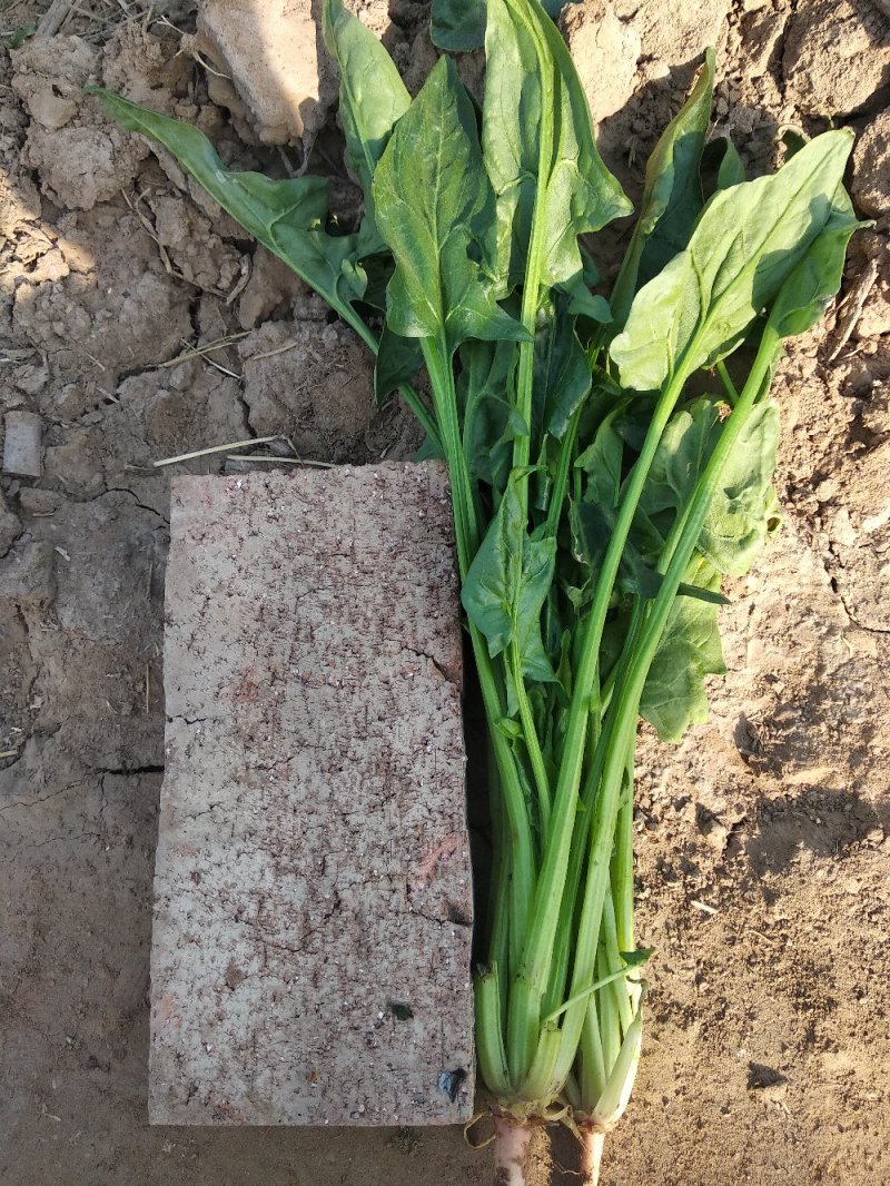 露地菠菜，
