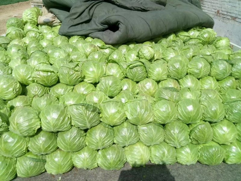 露地菠菜，