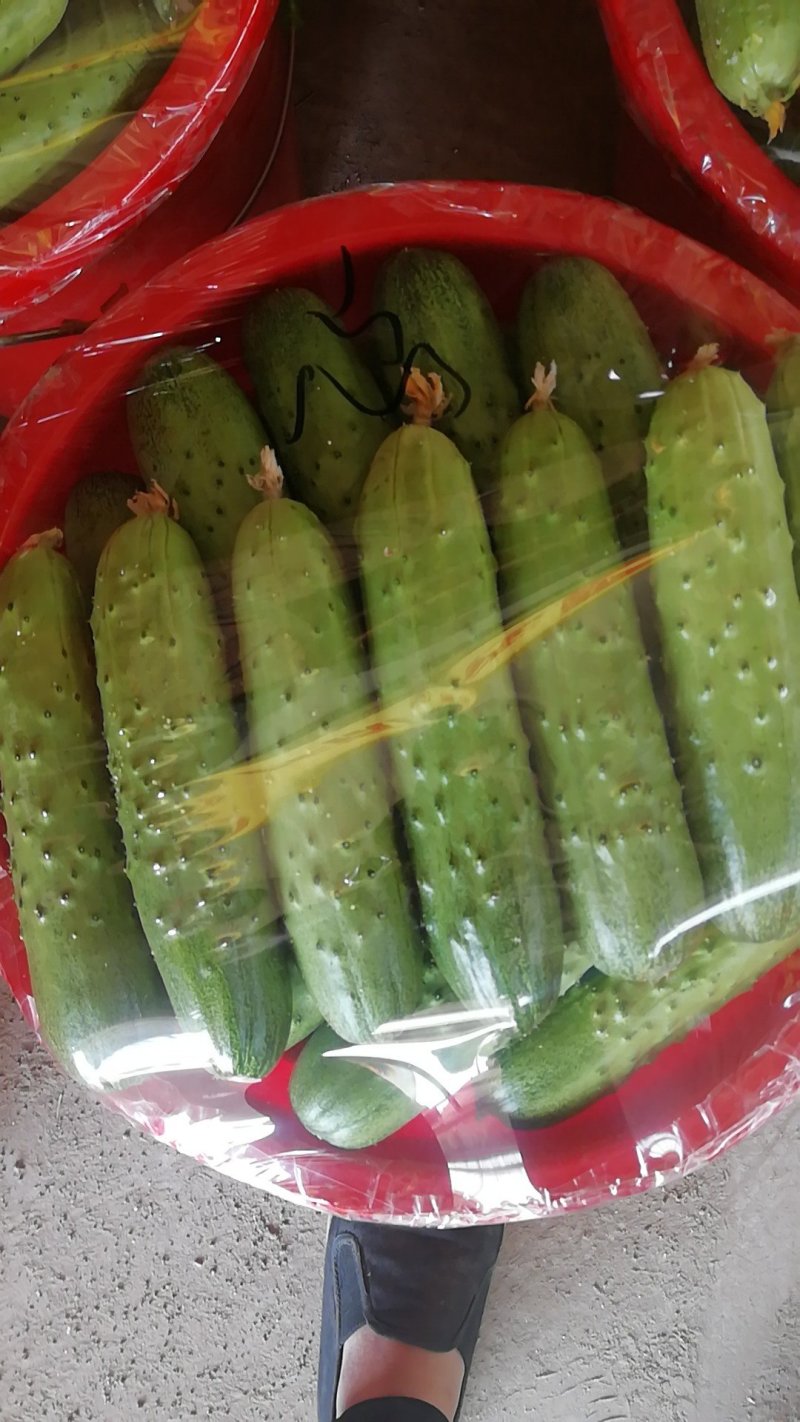 滦县旱黄瓜马上大量上市欢迎老板前来洽谈