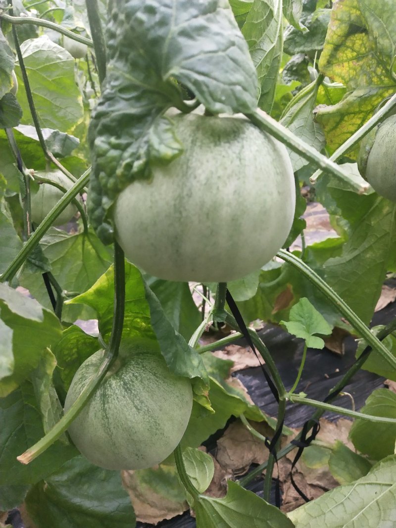 羊角蜜甜瓜