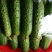 旱黄瓜15_22公分鲜花带刺大包大刺