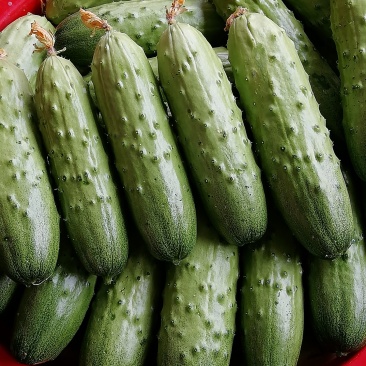 旱黄瓜15_22公分鲜花带刺大包大刺