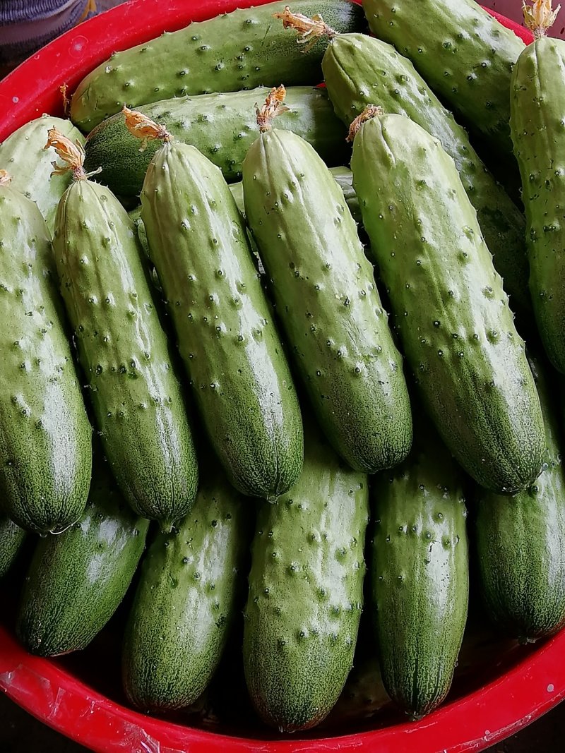 旱黄瓜15_22公分鲜花带刺大包大刺