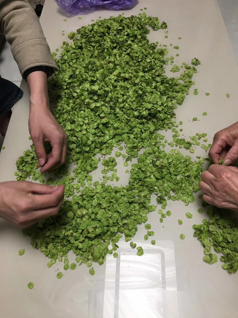 榆钱可以现摘