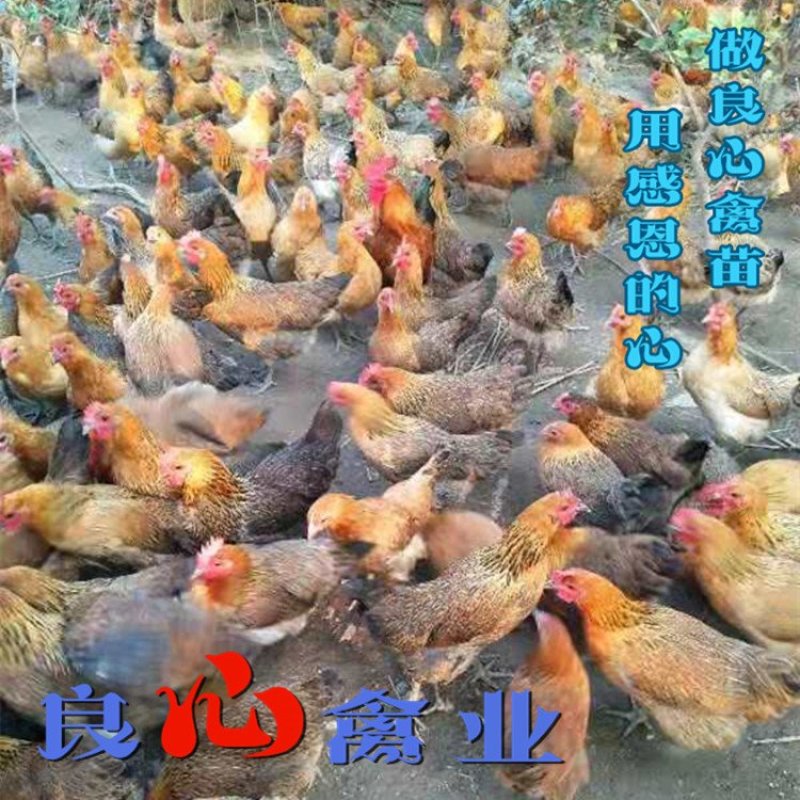 出售优质青脚土鸡苗麻鸡苗另有绿壳蛋鸡苗散养土鸡苗