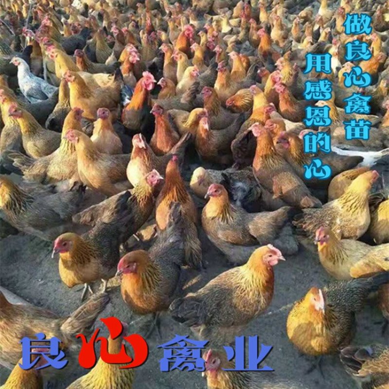 出售优质青脚土鸡苗麻鸡苗另有绿壳蛋鸡苗散养土鸡苗