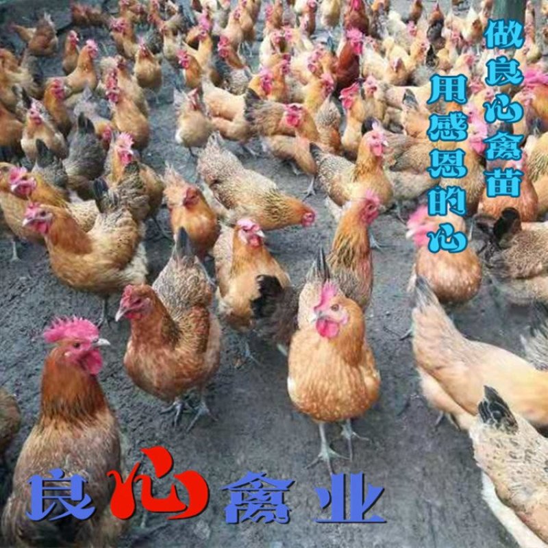 出售优质青脚土鸡苗麻鸡苗另有绿壳蛋鸡苗散养土鸡苗