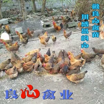 出售优质青脚土鸡苗麻鸡苗另有绿壳蛋鸡苗散养土鸡苗