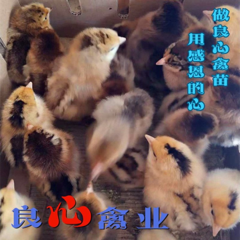出售优质青脚土鸡苗麻鸡苗另有绿壳蛋鸡苗散养土鸡苗