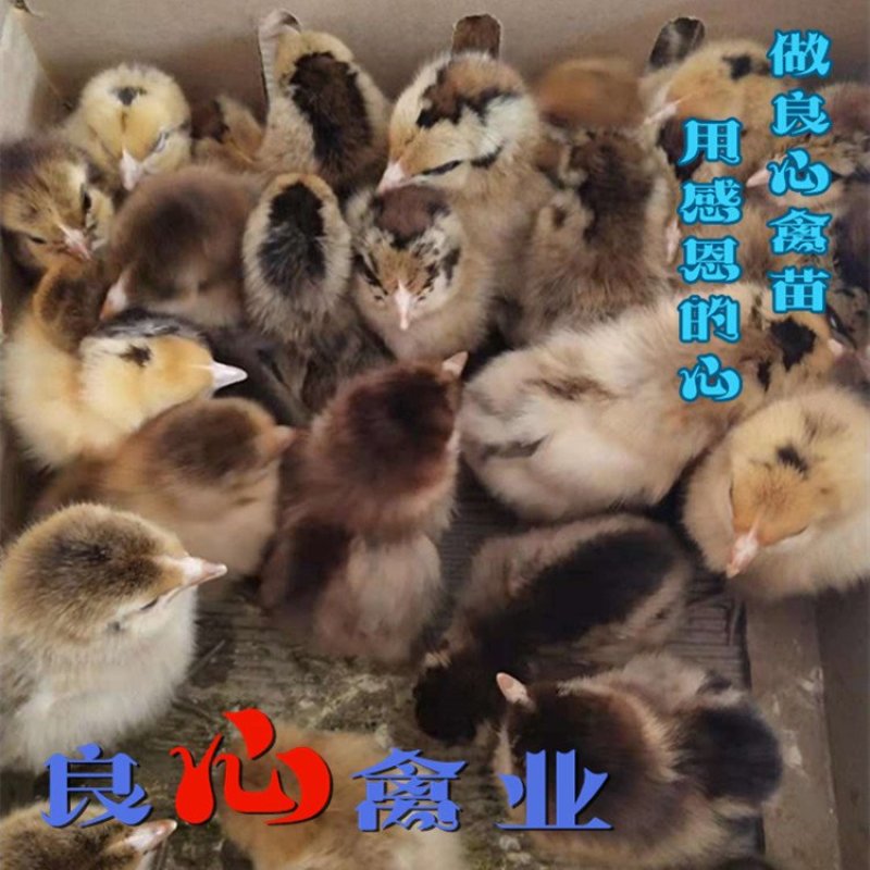 出售优质青脚土鸡苗麻鸡苗另有绿壳蛋鸡苗散养土鸡苗