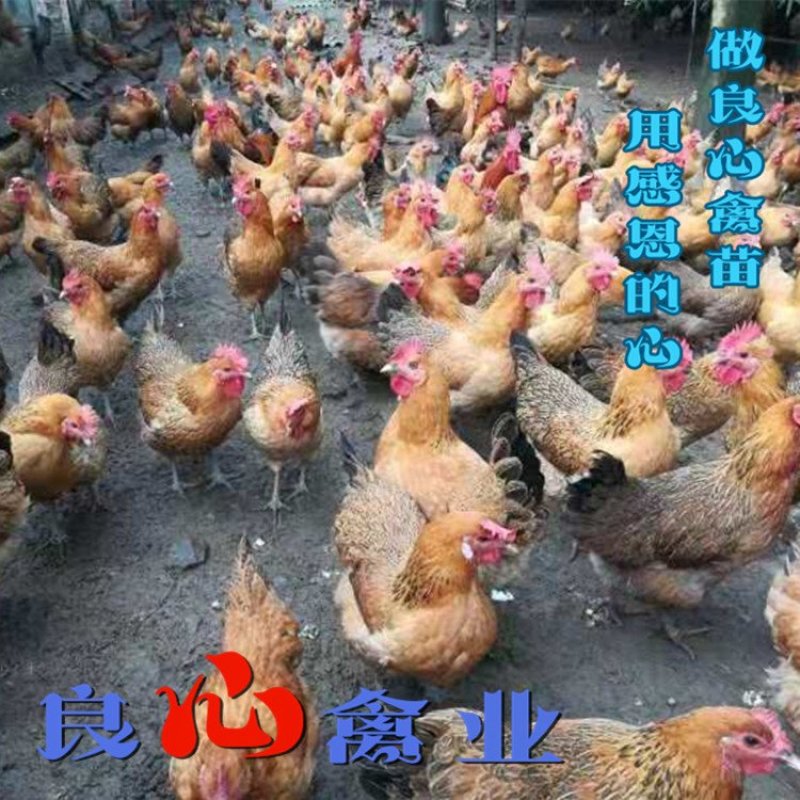 出售优质青脚土鸡苗麻鸡苗另有绿壳蛋鸡苗散养土鸡苗