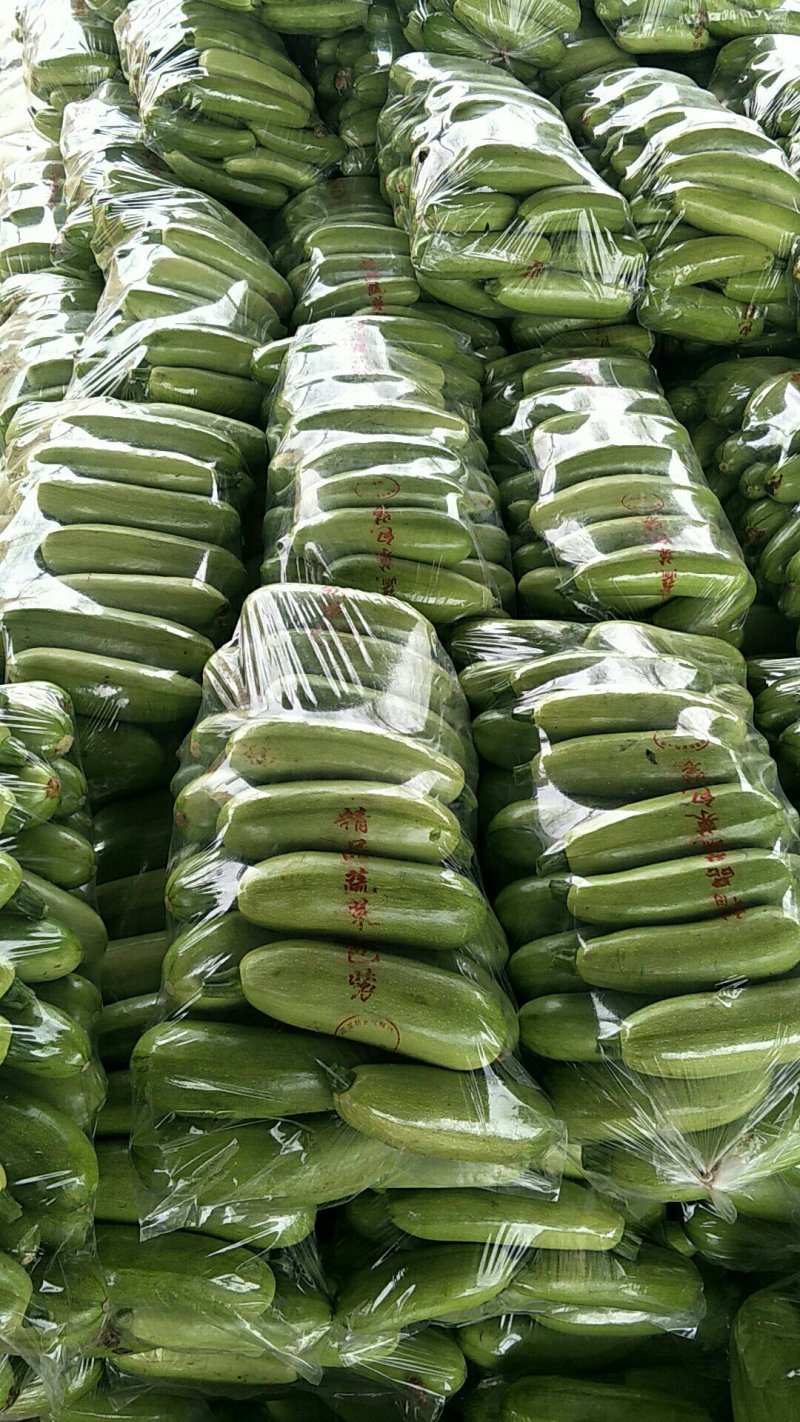 山东聊城西葫芦产地直供大量现货鲜嫩翠绿