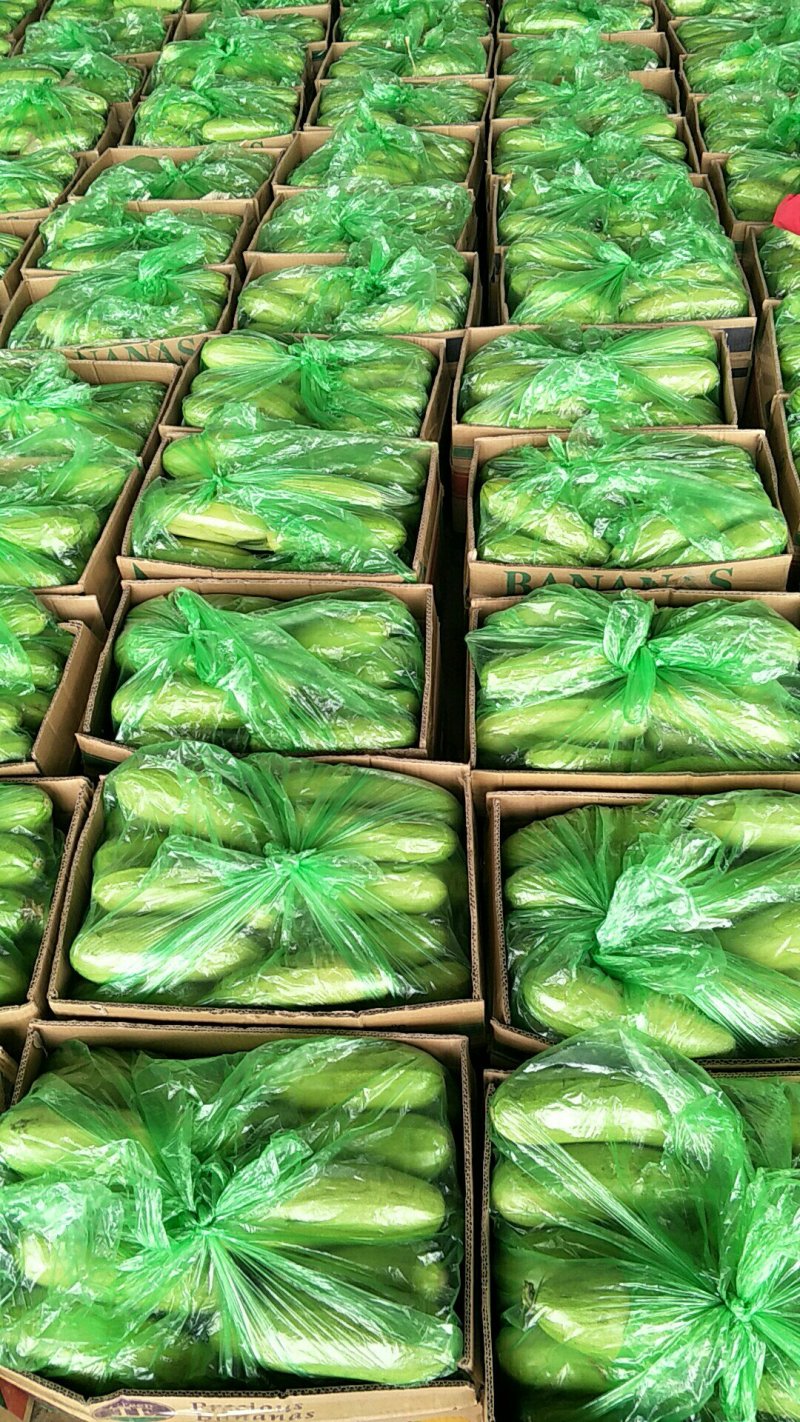 山东聊城西葫芦产地直供大量现货鲜嫩翠绿